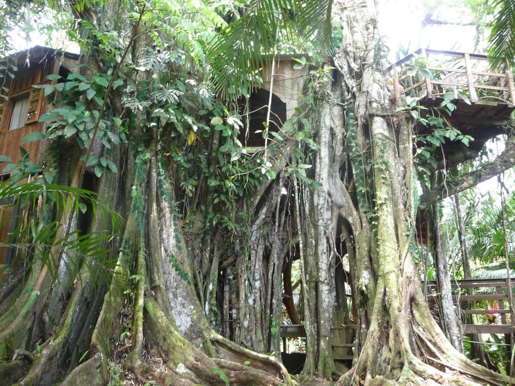 Topos Tree House Cahuita Exteriér fotografie
