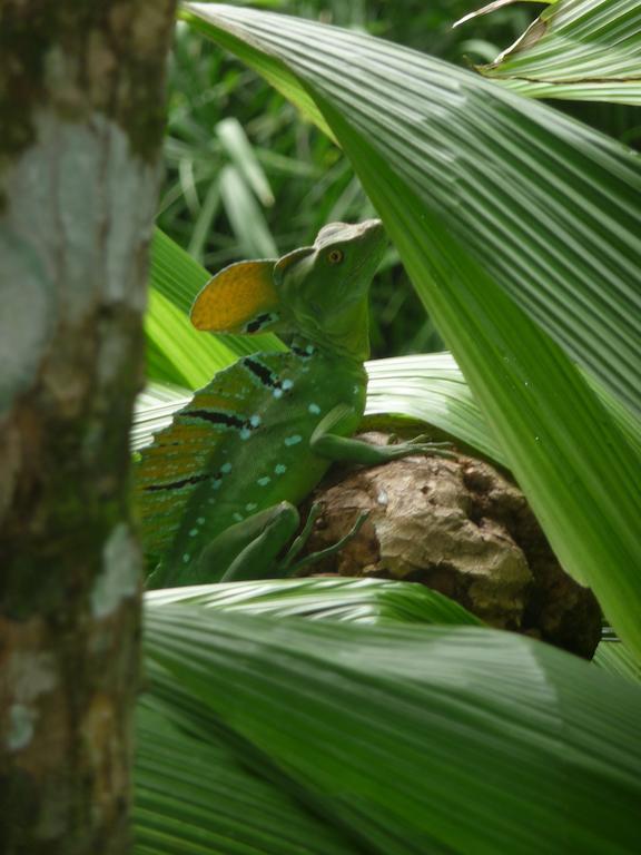 Topos Tree House Cahuita Exteriér fotografie